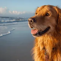 Golden retriever sample